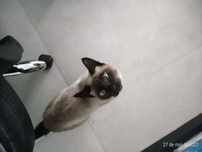 Gato ra a SRD-ViraLata idade 1 ano nome Marronzinha