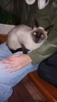 Marronzinha
