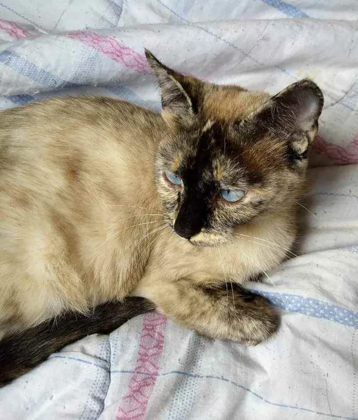 Gato ra a srd idade 2 anos nome Clara