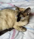 Clara