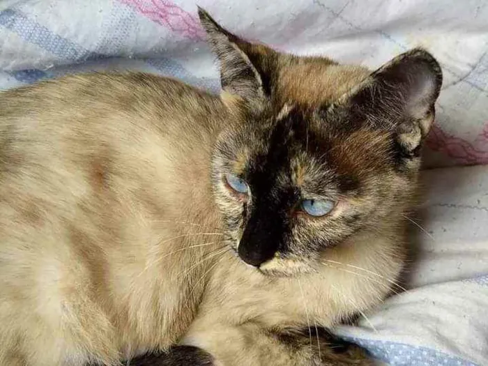 Gato ra a srd idade 2 anos nome Clara