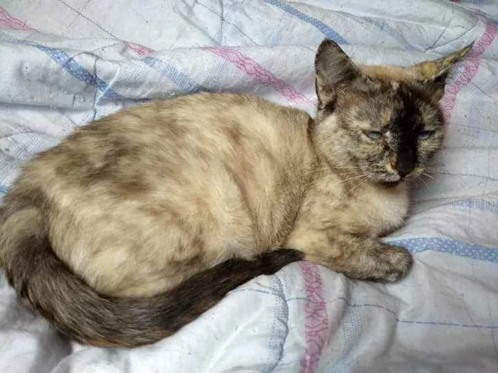 Gato ra a srd idade 2 anos nome Clara