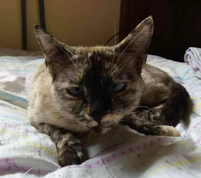 Gato ra a srd idade 2 anos nome Clara