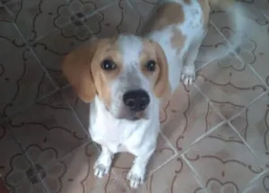 Cachorro raça SRD idade 1 ano nome Charlie