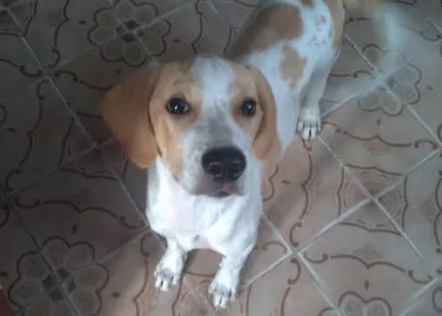 Cachorro ra a SRD idade 1 ano nome Charlie
