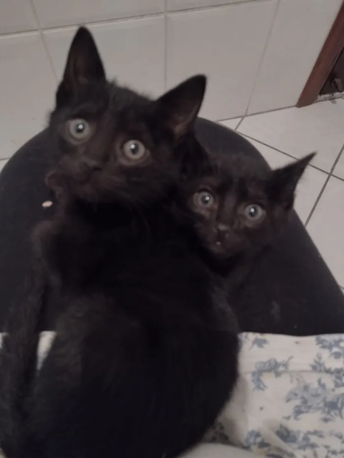 Gato ra a SRD idade Abaixo de 2 meses nome Sem nome