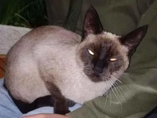 Gato ra a SRD-ViraLata idade 1 ano nome Marronzinha