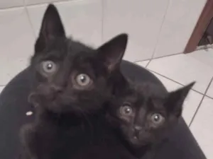 Gato raça SRD idade Abaixo de 2 meses nome Sem nome