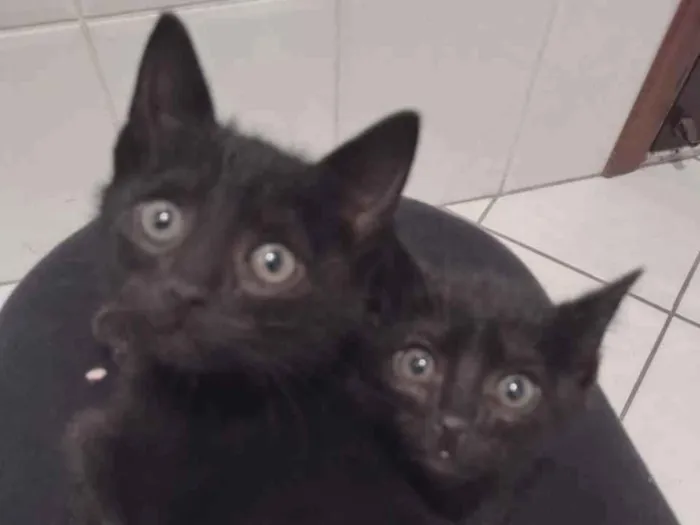 Gato ra a SRD idade Abaixo de 2 meses nome Sem nome