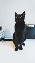 Minerva