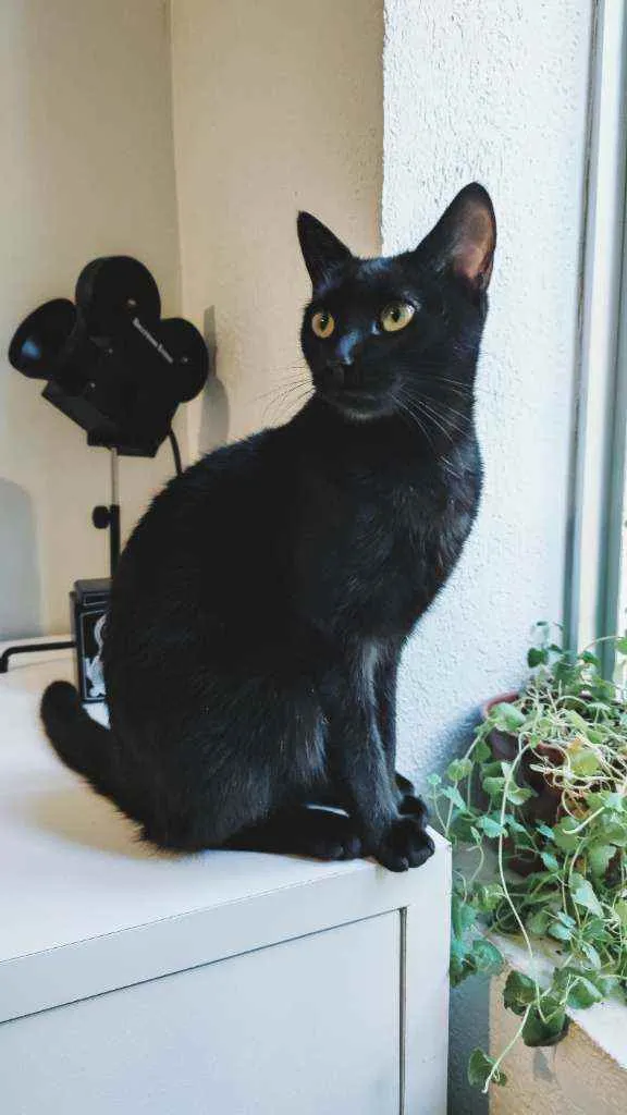 Gato ra a Sem raça definida idade 7 a 11 meses nome Minerva