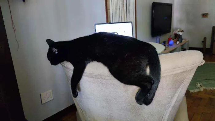 Gato ra a Sem raça definida idade 7 a 11 meses nome Minerva