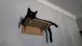 Minerva