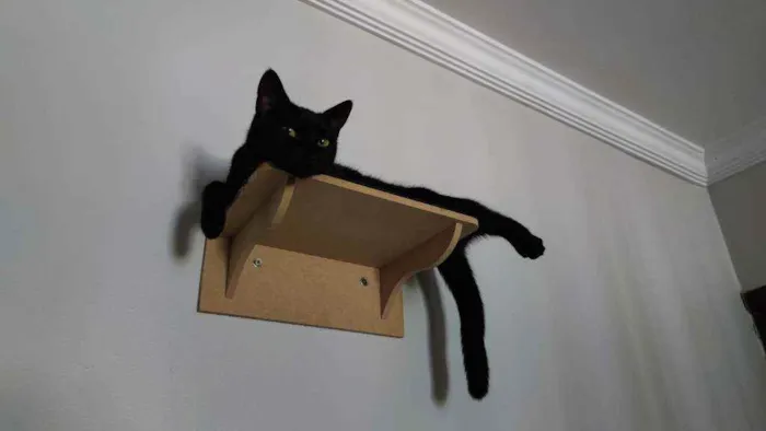 Gato ra a Sem raça definida idade 7 a 11 meses nome Minerva