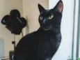 Minerva