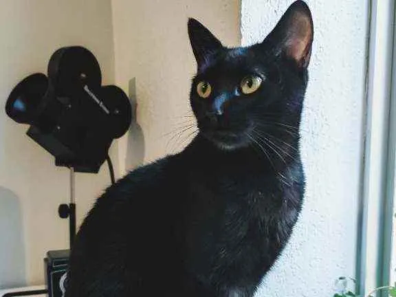Gato ra a Sem raça definida idade 7 a 11 meses nome Minerva