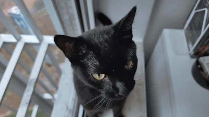Gato ra a Sem raça definida idade 7 a 11 meses nome Minerva