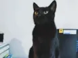 Minerva