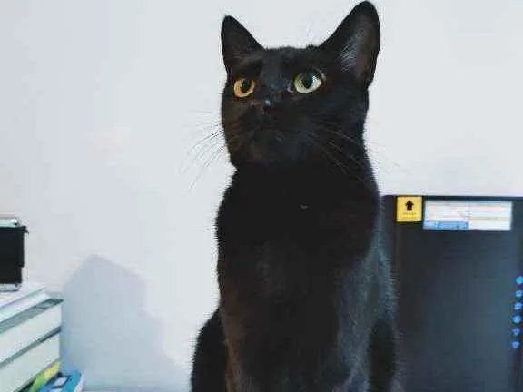 Gato ra a Sem raça definida idade 7 a 11 meses nome Minerva