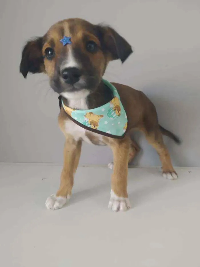 Cachorro raça Srd idade 2 a 6 meses nome Estevam
