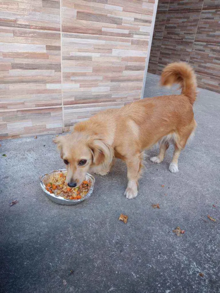 Cachorro raça Indefinida idade 1 ano nome Belinha
