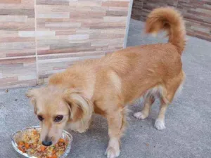 Cachorro raça Indefinida idade 1 ano nome Belinha