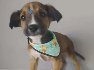 Cachorro raça Srd idade 2 a 6 meses nome Estevam