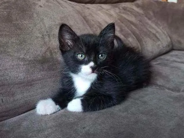 Gato ra a SRD idade 2 a 6 meses nome Sem nome