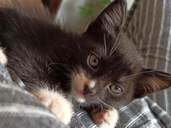 Gato ra a SRD idade 2 a 6 meses nome Sem nome