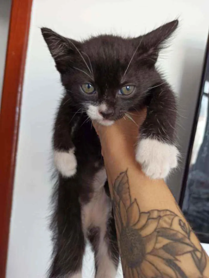 Gato ra a SRD idade 2 a 6 meses nome Sem nome