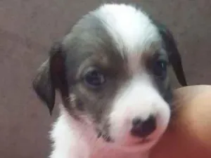 Cachorro raça SRD-ViraLata idade 2 a 6 meses nome DUDA