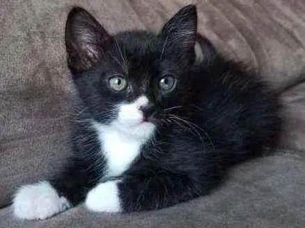 Gato ra a SRD idade 2 a 6 meses nome Sem nome