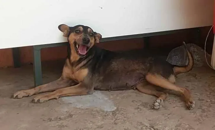 Cachorro ra a SRD idade 3 anos nome Bebel