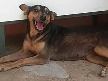 Cachorro ra a SRD idade 3 anos nome Bebel