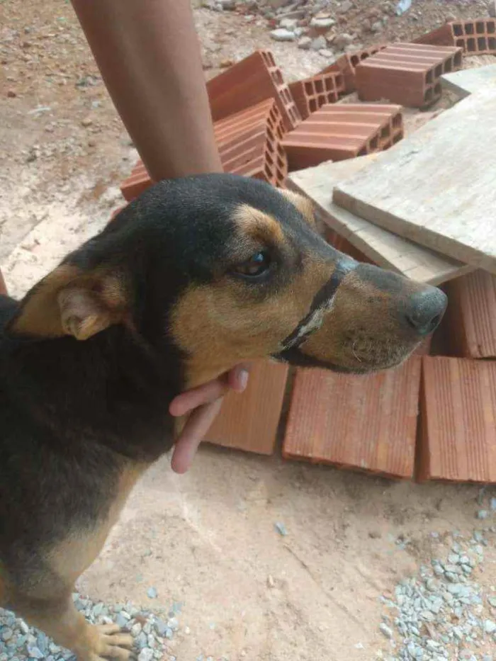 Cachorro ra a SRD idade 3 anos nome Bebel