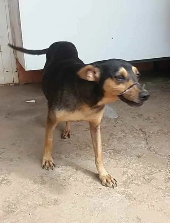 Cachorro ra a SRD idade 3 anos nome Bebel