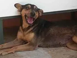 Cachorro raça SRD idade 3 anos nome Bebel