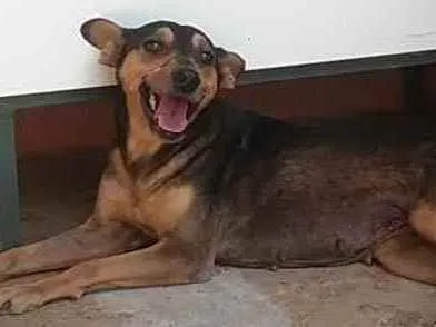 Cachorro ra a SRD idade 3 anos nome Bebel