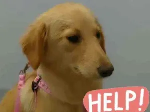 Cachorro raça SRD idade 2 a 6 meses nome Mel