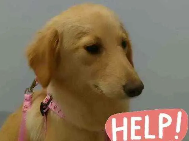 Cachorro ra a SRD idade 2 a 6 meses nome Mel