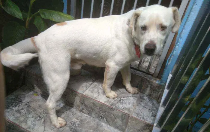 Cachorro raça Labrador idade 2 anos nome Bebê