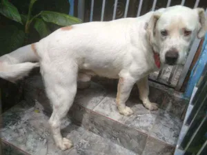 Cachorro raça Labrador idade 2 anos nome Bebê
