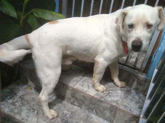 Cachorro raça Labrador idade 2 anos nome Bebê