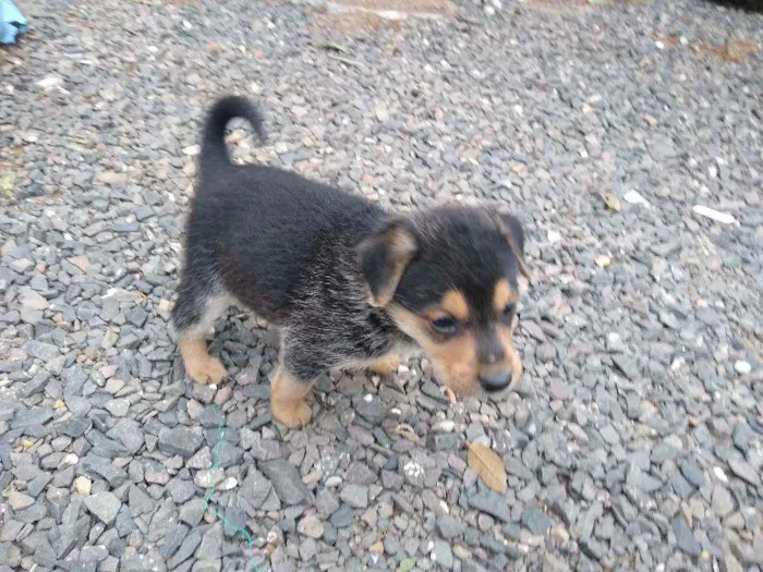 Cachorro ra a vira-lata idade Abaixo de 2 meses nome ainda não tem