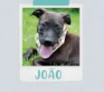 Cachorro raça SRD  idade 2 a 6 meses nome João 