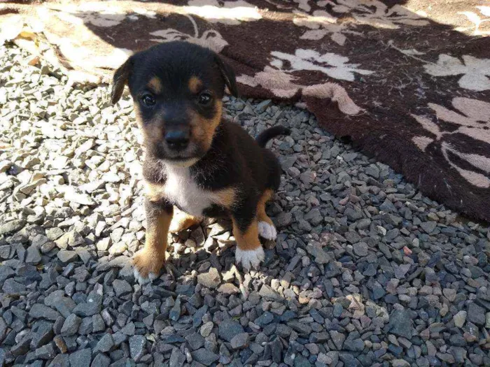 Cachorro ra a vira-lata idade Abaixo de 2 meses nome ainda não tem