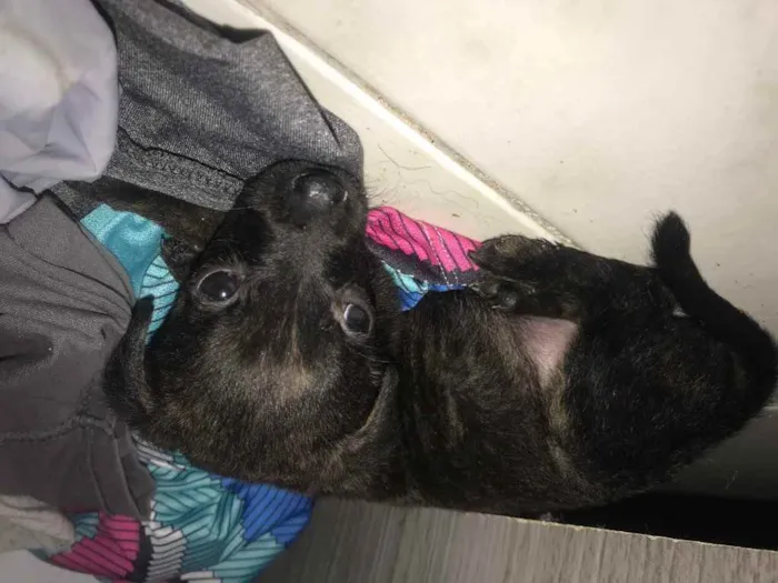 Gato raça Srd idade Abaixo de 2 meses nome Lolo