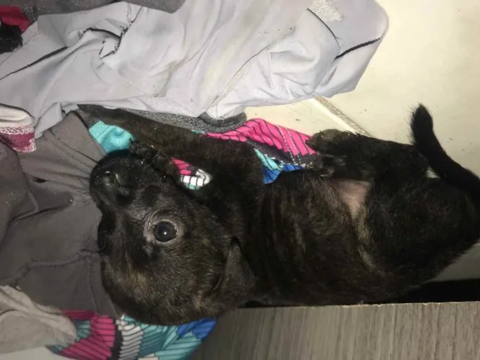 Gato raça Srd idade Abaixo de 2 meses nome Lolo