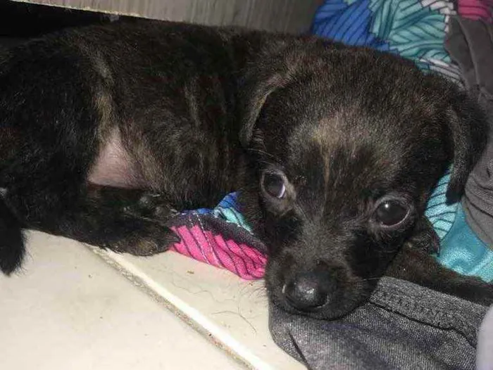 Gato raça Srd idade Abaixo de 2 meses nome Lolo