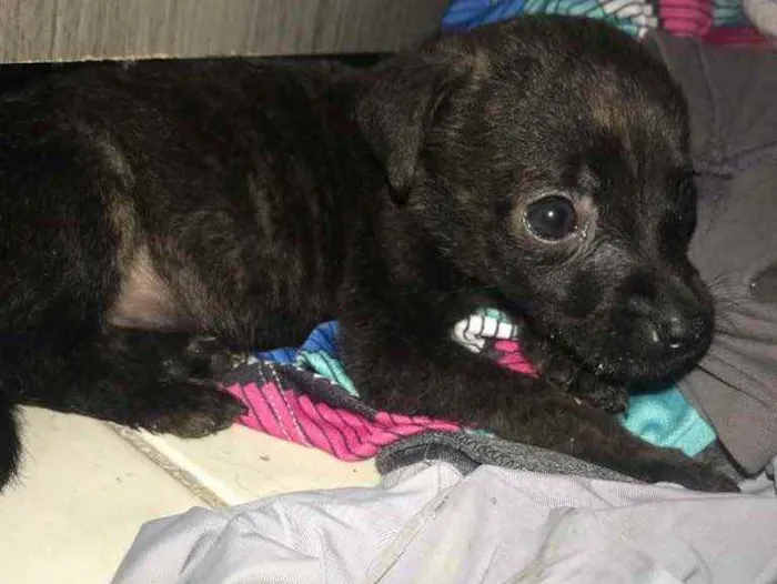 Gato raça Srd idade Abaixo de 2 meses nome Lolo